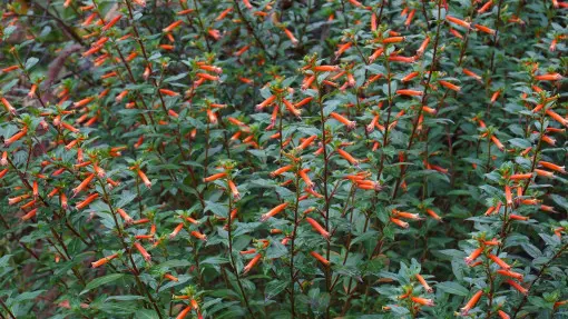 Kufea ognista / Lepnota