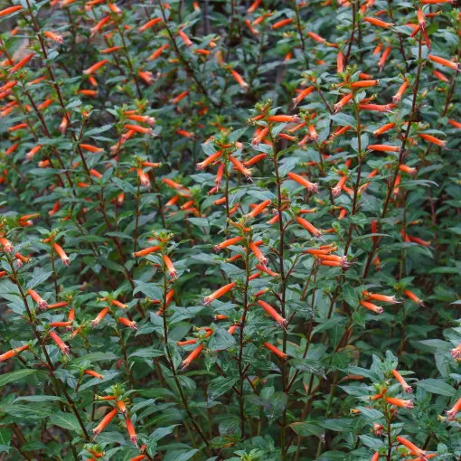 Kufea ognista / Lepnota