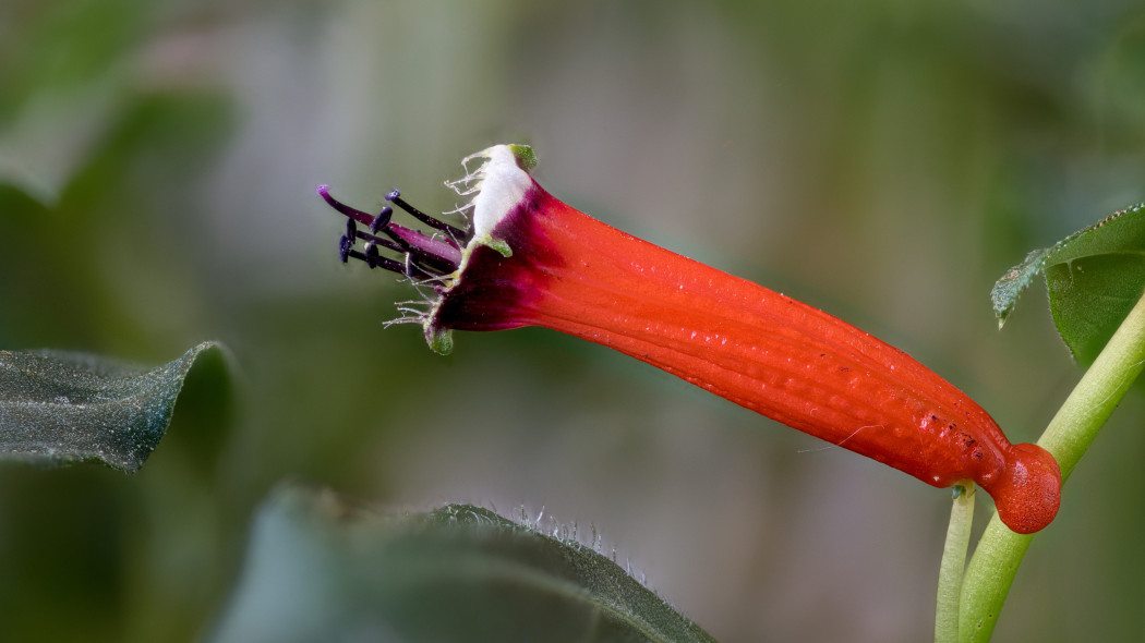 Kufea ognista, Lepnota, Cuphea ignea