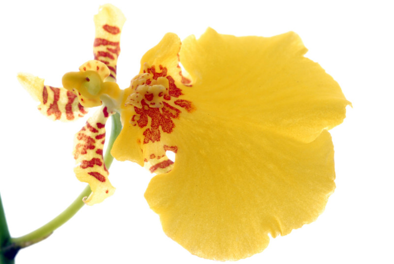 Kwiat storczyka Oncidium