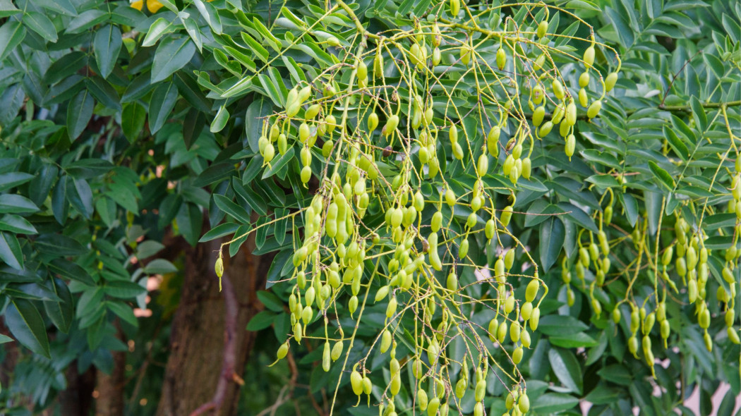 Perełkowiec japoński (Styphnolobium japonicum)