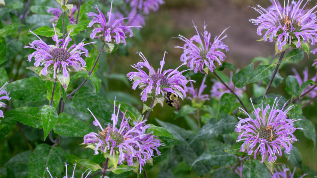 Pysznogłówka dęta (Monarda fistulosa, menthifolia)