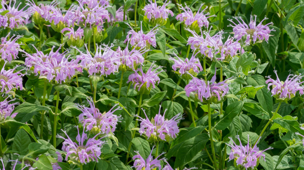 Pysznogłówka dęta (Monarda fistulosa, menthifolia)