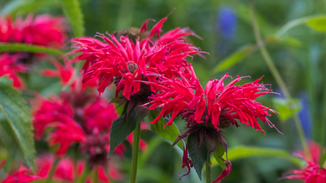 Pysznogłówka dwoista (Monarda didyma)