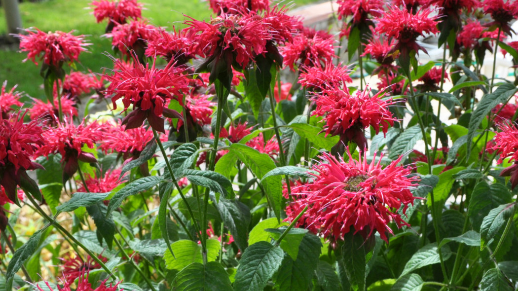 Pysznogłówka dwoista (Monarda didyma)