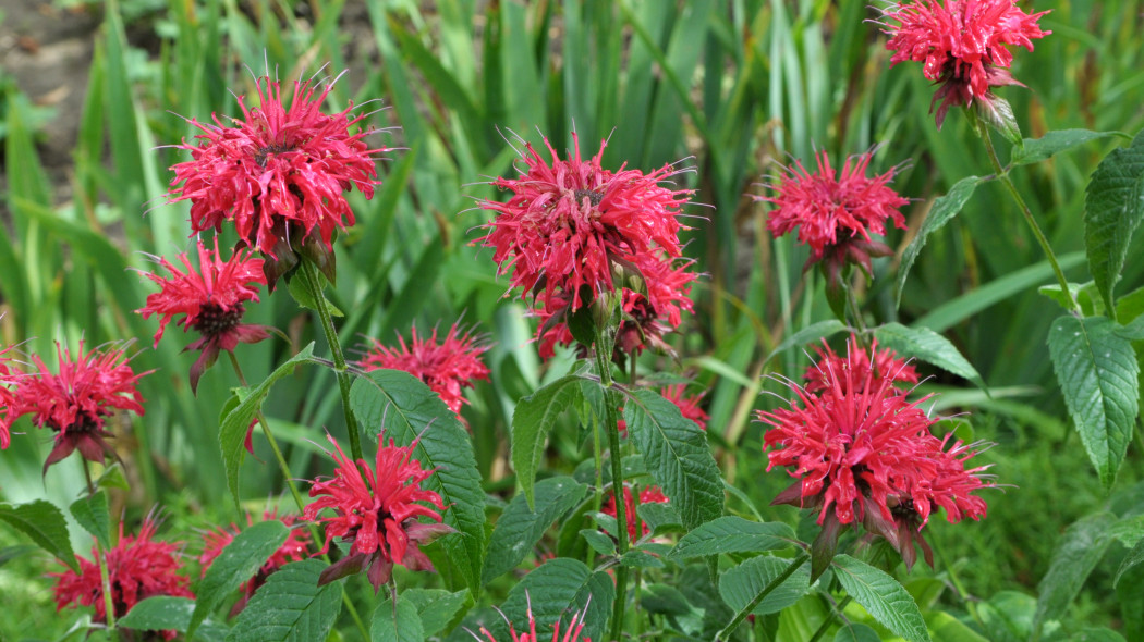 Pysznogłówka dwoista (Monarda didyma)