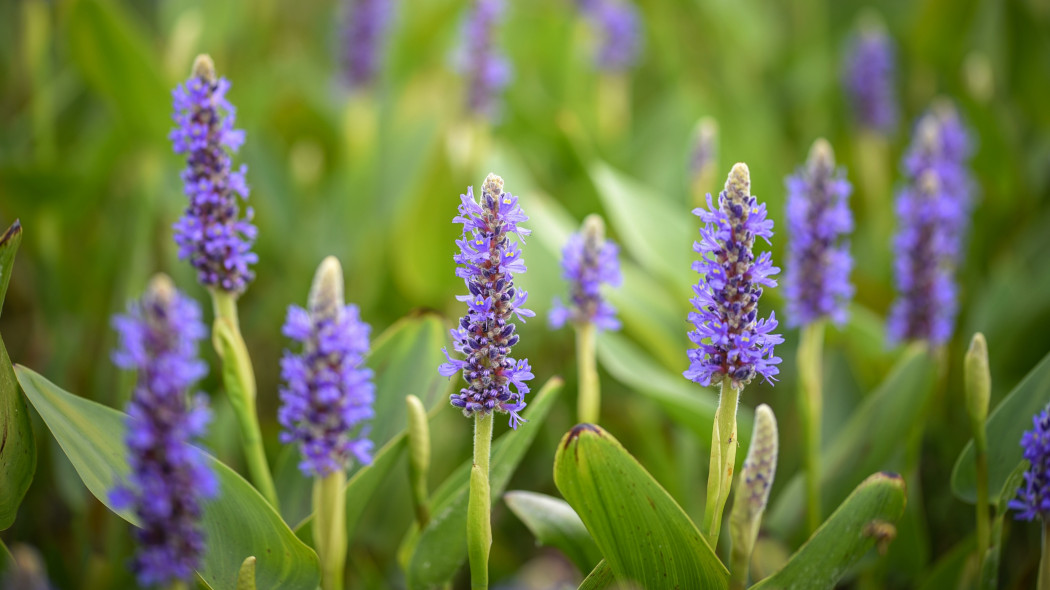 Rozpław sercowaty (Pontederia cordata)