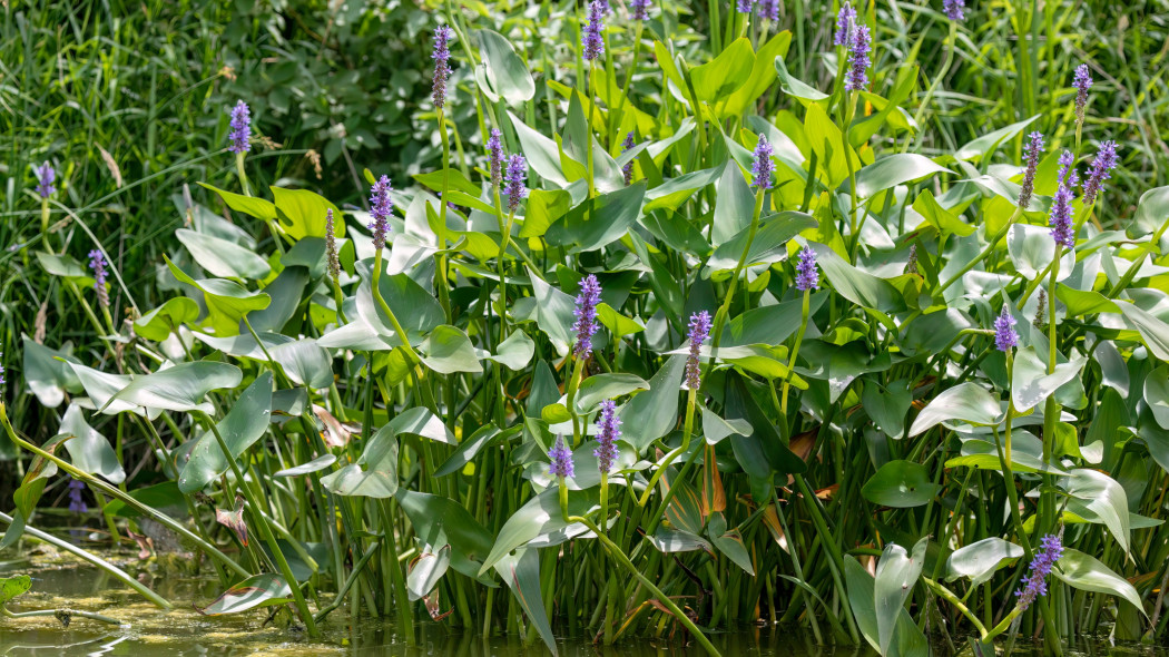 Rozpław sercowaty (Pontederia cordata)