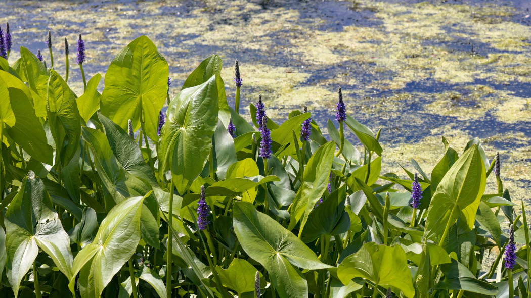 Rozpław sercowaty (Pontederia cordata)