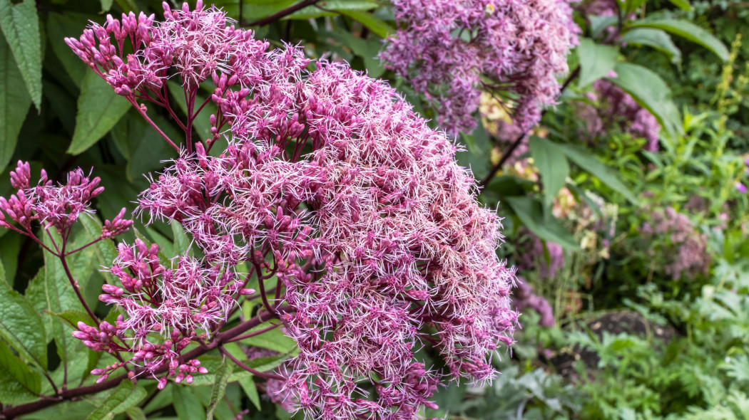 Sadziec purpurowy (Eutrochium purpureum)