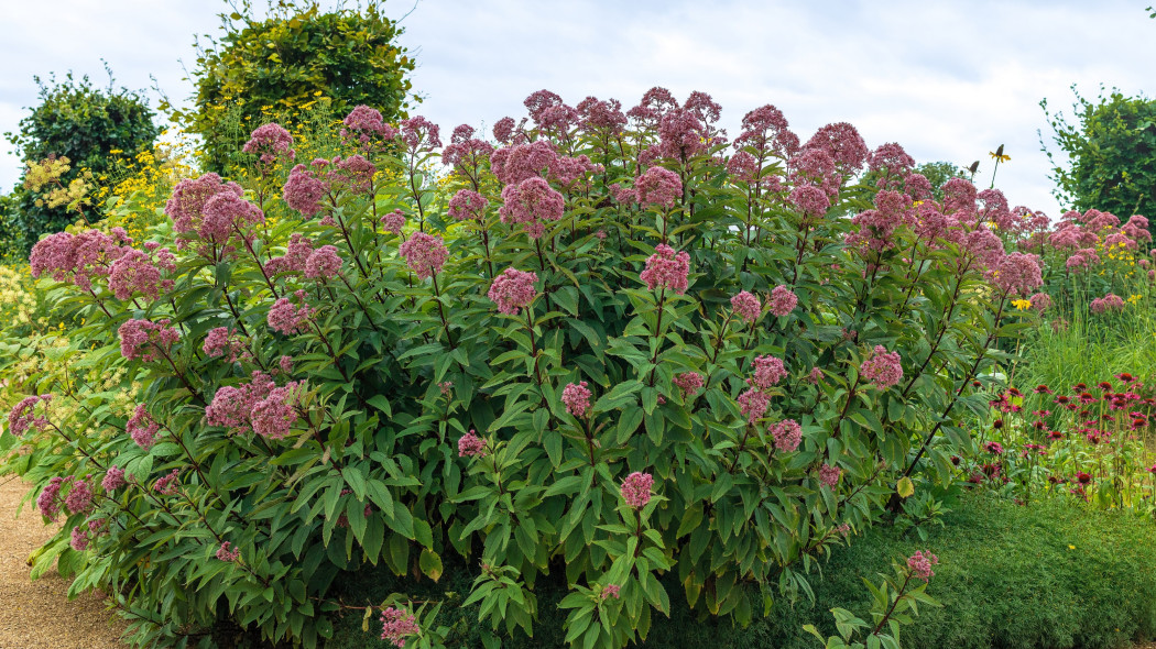 Sadziec purpurowy (Eutrochium purpureum)