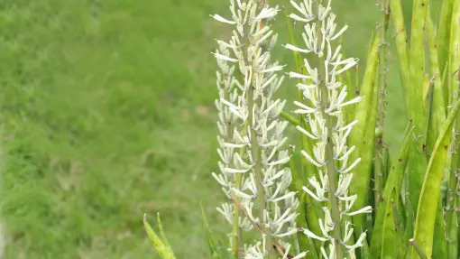 Sansewieria parva