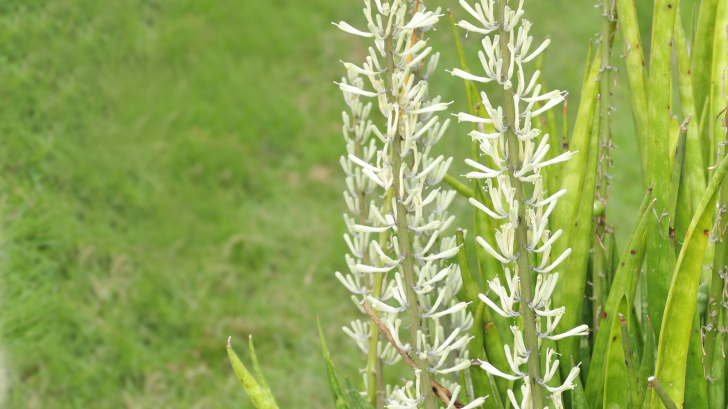 Sansevieria parva