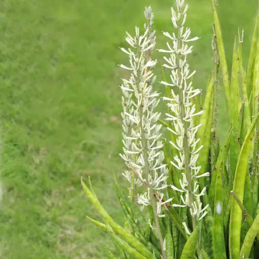 Sansewieria parva
