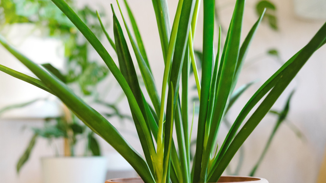 Sansevieria parva