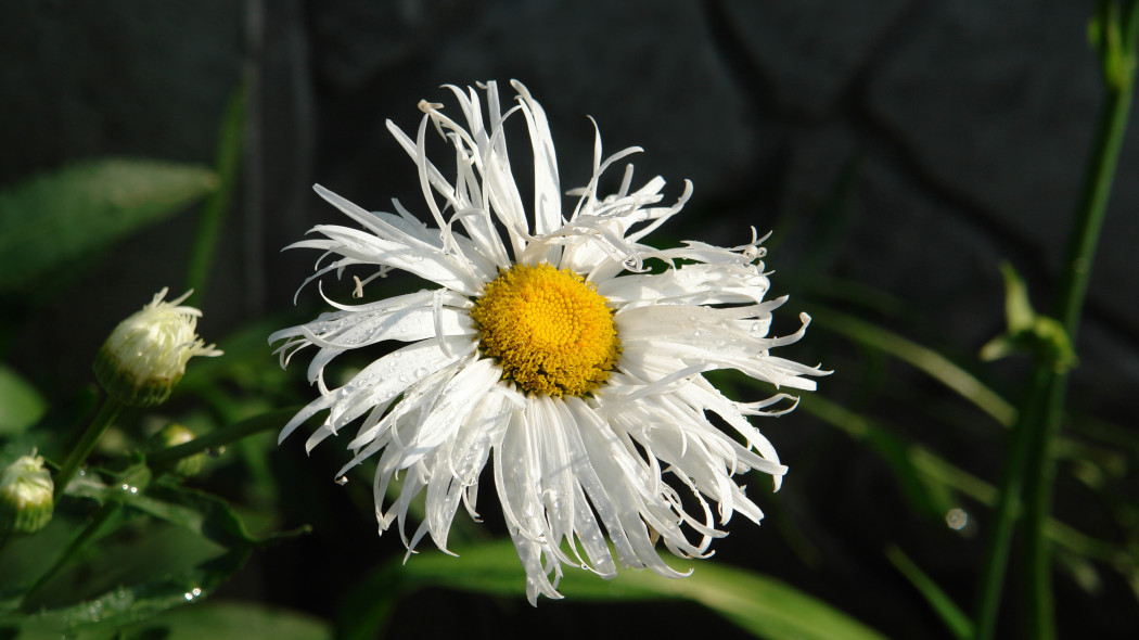 Złocień wielki, jastrun wielki (Leucanthemum maximum)