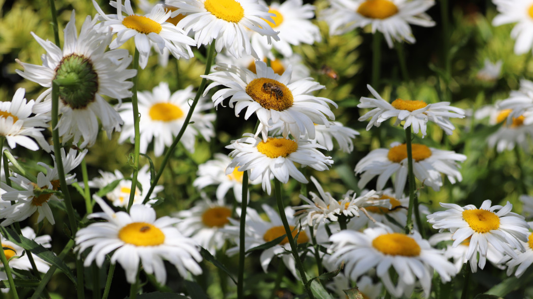 Złocień wielki, jastrun wielki (Leucanthemum maximum)