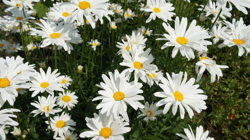 Złocień wielki, jastrun wielki (Leucanthemum maximum)