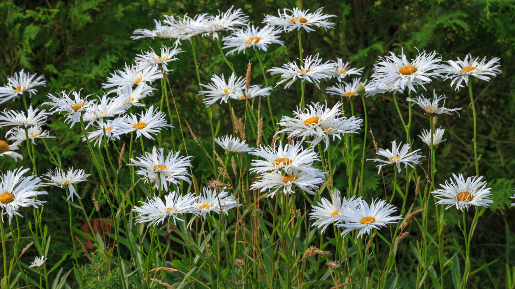 Złocień wielki, jastrun wielki (Leucanthemum maximum)