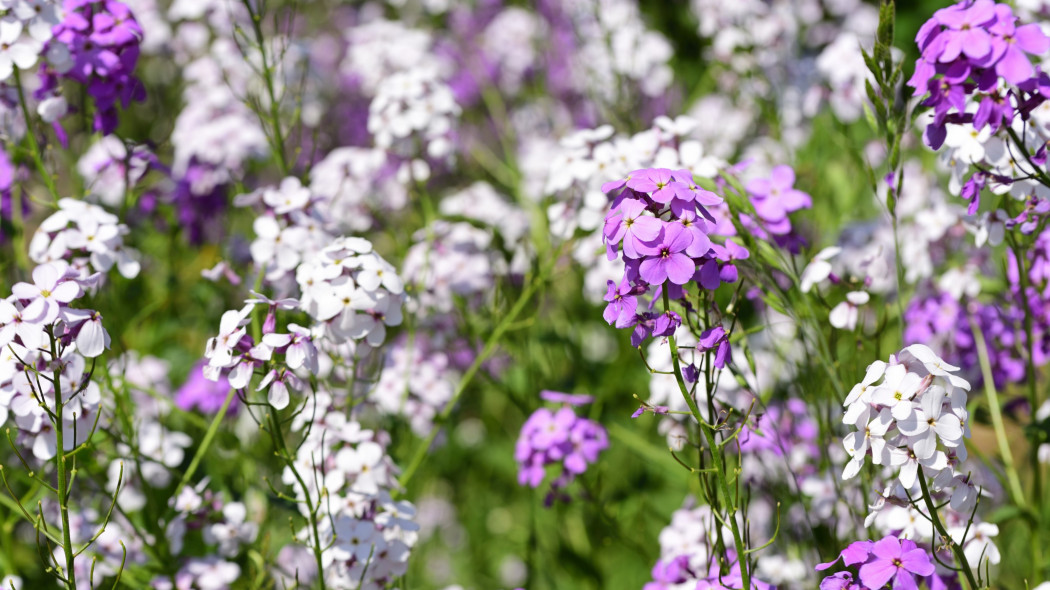 Wieczornik damski Hesperis matronalis