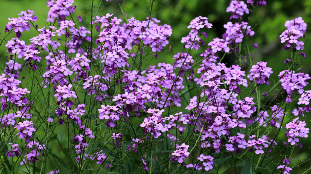 Wieczornik damski Hesperis matronalis