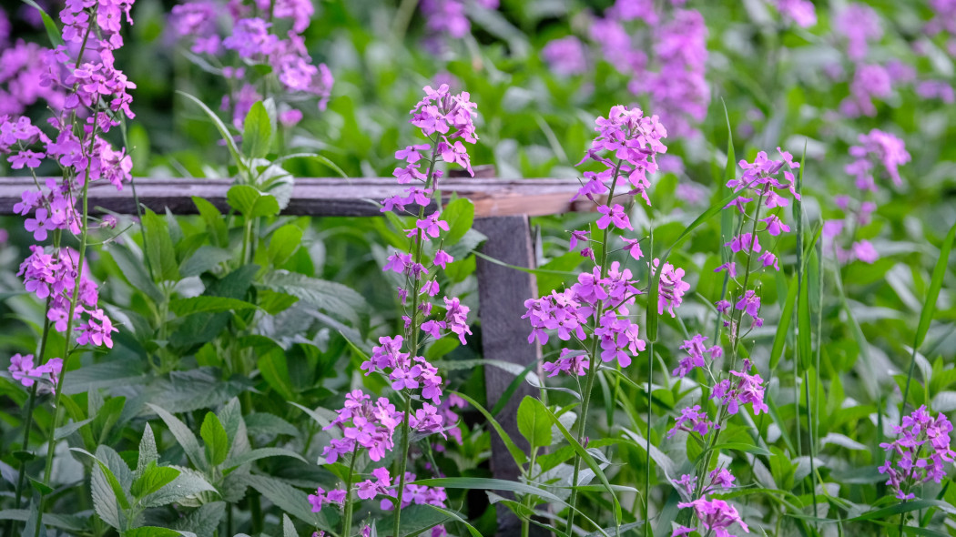 Wieczornik damski Hesperis matronalis