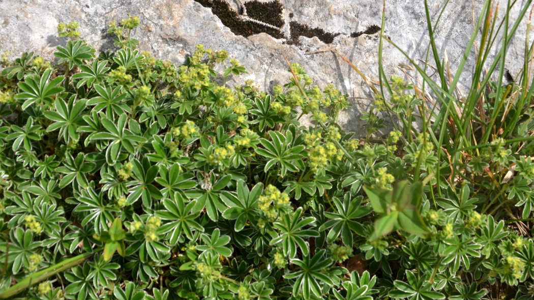 Przywrotnik alpejski Alchemilla alpina