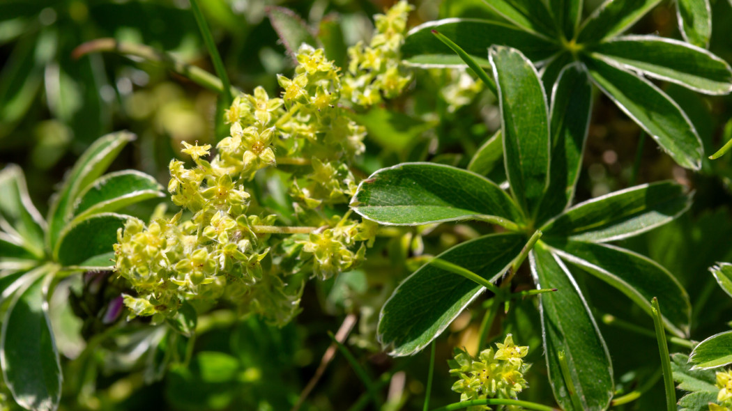 Przywrotnik alpejski Alchemilla alpina