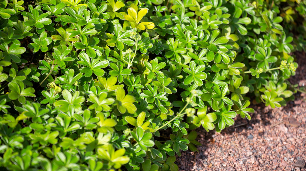 Przywrotnik alpejski Alchemilla alpina