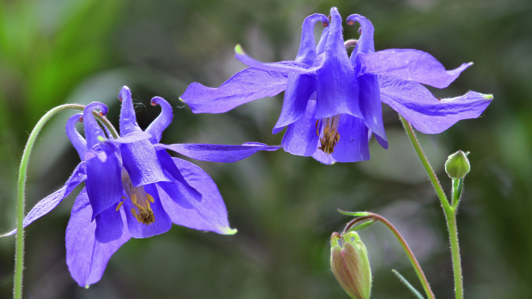 Orlik alpejski (Aquilegia alpina)