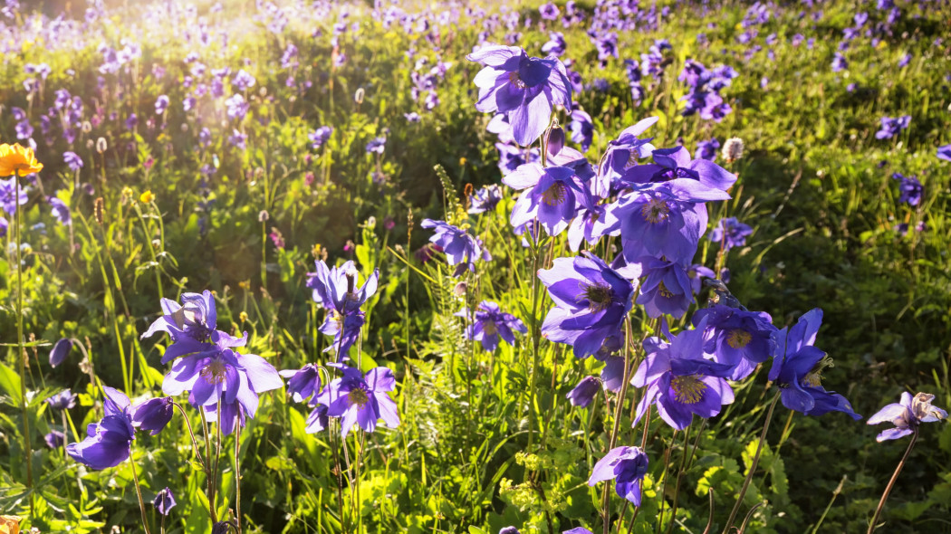 Orlik alpejski (Aquilegia alpina)