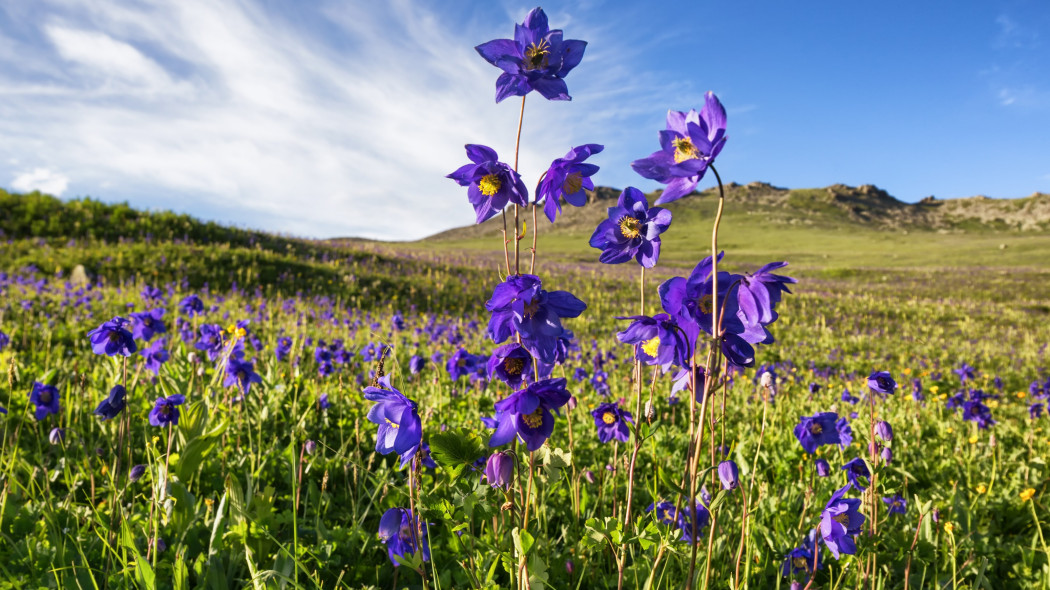 Orlik alpejski (Aquilegia alpina)