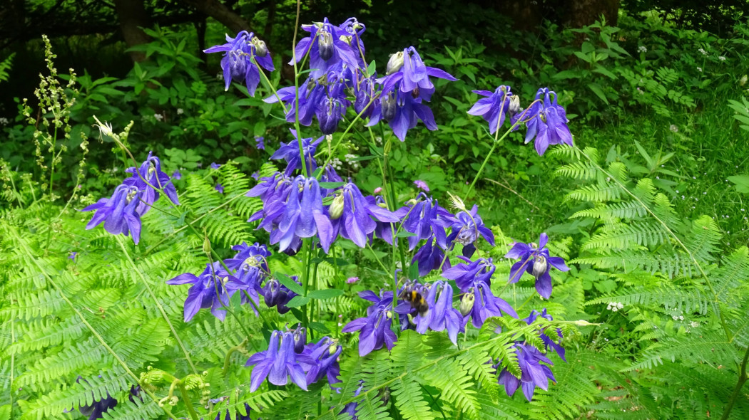 Orlik alpejski (Aquilegia alpina)