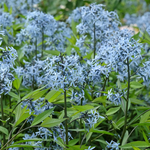 Amsonia nadreńska