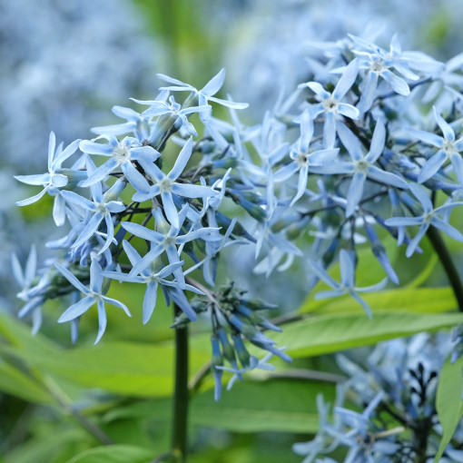 Amsonia nadreńska