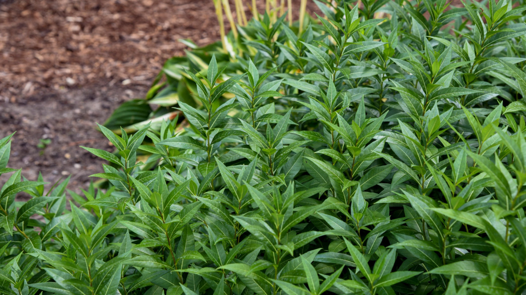 Amsonia Storm Cloud