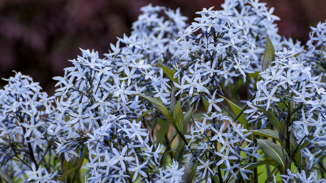 Amsonia Storm Cloud