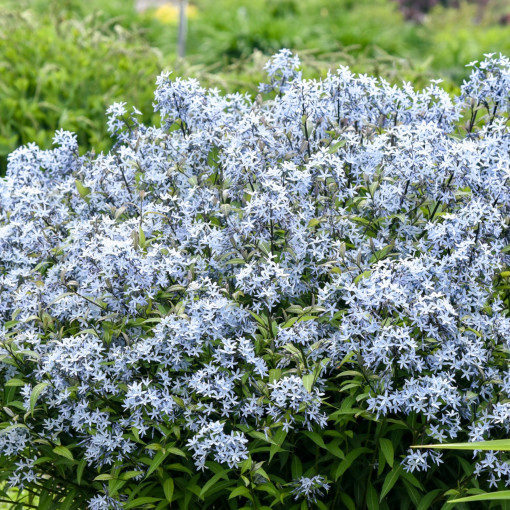 Amsonia nadreńska 'Storm Cloud'