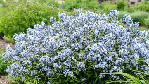 Amsonia nadreńska 'Storm Cloud'