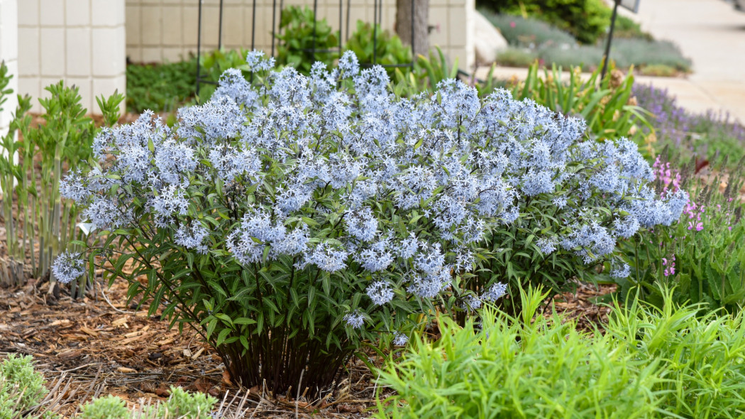 Amsonia Storm Cloud