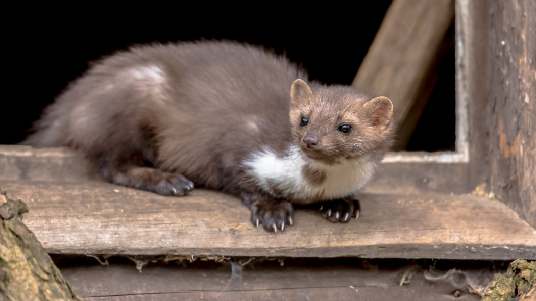 Kuna domowa (Martes foina)