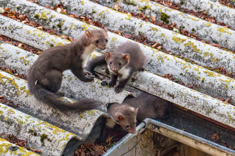 Kuna domowa (Martes foina)