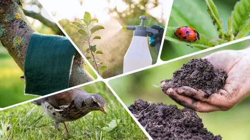 Biologiczne zwalczanie chorób i szkodników | Metody na naturalną ochronę ogrodu