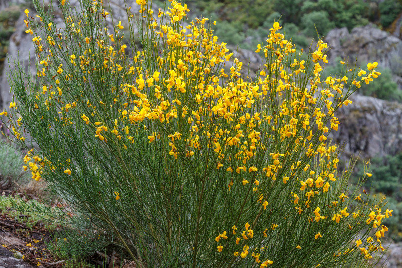 Żarnowiec miotlasty (Cytisus scoparius) w naturze