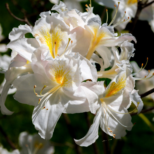 Azalia wielkokwiatowa