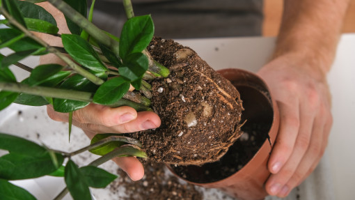 Jakie podłoże dla zamiokulkasa? Dowiedz się, jak stworzyć idealną mieszankę