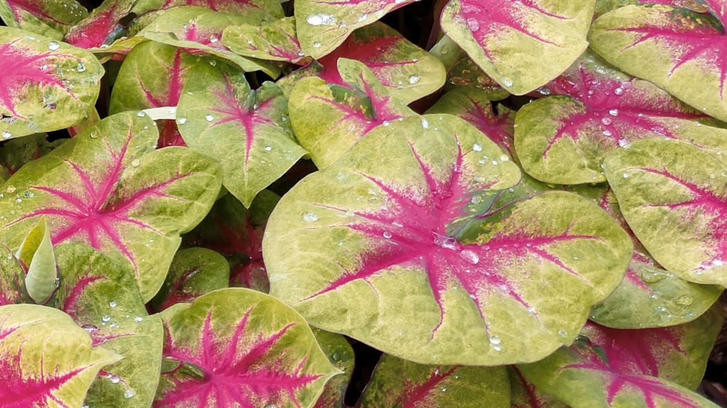 Kaladium 'Lemon Blush' – liście