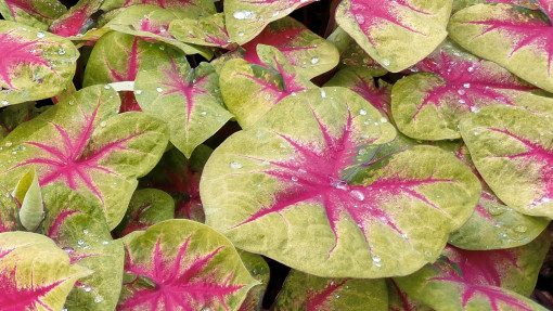 Kaladium 'Lemon Blush'