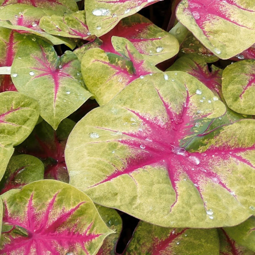 Kaladium 'Lemon Blush'