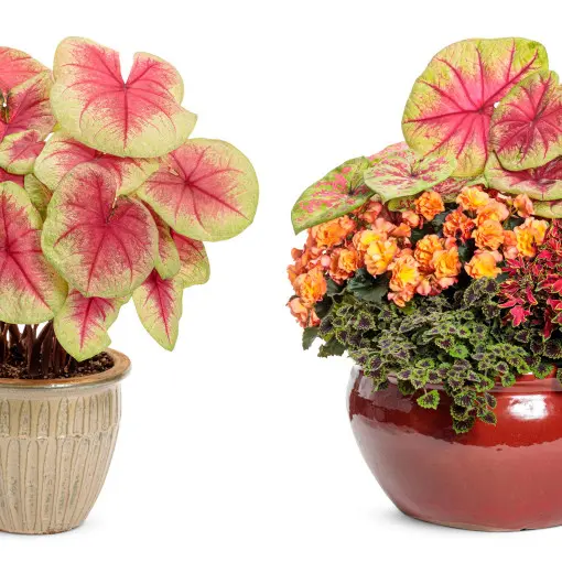 Kaladium 'Lemon Blush'